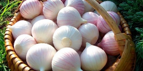 Kako čuvati beli luk u stanu